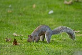 Grey squirrel Sciurus carolinensis adult burying a nut in a garden lawn, Suffolk, England, UK, October