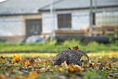 Hedgehog Erinaceus europaeus adult on fallen autumn leaves with a new house during construction in the background, Suffolk, UK, November