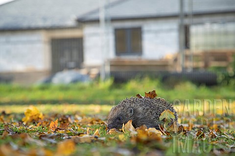 Hedgehog_Erinaceus_europaeus_adult_on_fallen_autumn_leaves_with_a_new_house_during_construction_in_t