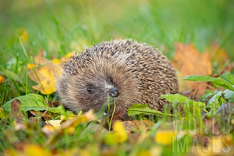 European_hedgehog_Erinaceus_europaeus_adult_amongst_fallen_leaves_on_a_garden_lawn_Suffolk_England_U