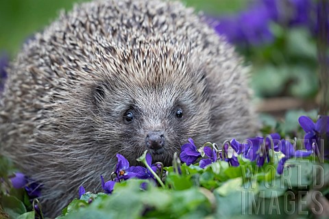 European_hedgehog_Erinaceus_europaeus_adult_walking_over_flowering_Violets_in_a_garden_Suffolk_Engla