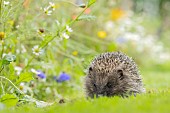 European hedgehog (Erinaceus europaeus) adult walking across a garden lawn, Suffolk, England, United Kingdom