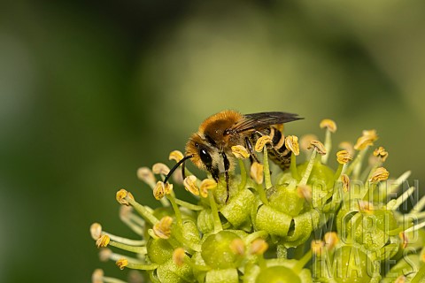 Ivy_bee_Colletes_hederae_feeding_on_a_Common_ivy_Hedera_helix_flower_Suffolk_England_UK_September