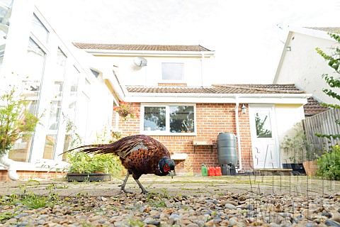Pheasant_Phasianus_colchicus_adult_male_bird_feeding_on_a_garden_patio_Suffolk_England_UK_August