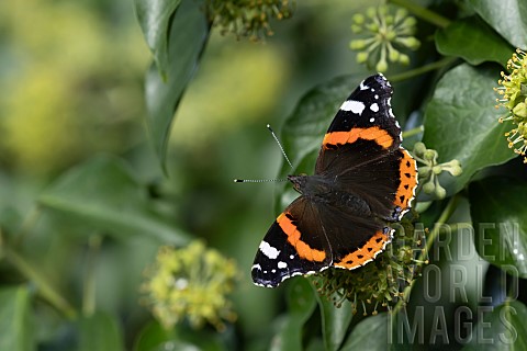 Red_admiral_butterfly_Vanessa_atalanta_feeding_on_a_Common_ivy_Hedera_helix_flower_Suffolk_England_U
