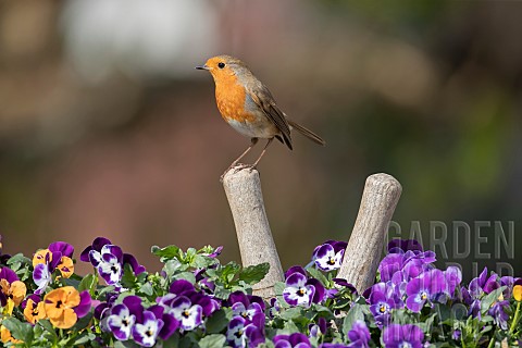 European_robin_Erithacus_rubecula_adult_bird_on_a_garden_shears_handle_in_a_flower_tub_filled_with_f