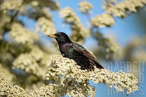 Common_starling_Sturnus_vulgaris_adult_bird_on_a_flowering_Pyracantha_bush_Suffolk_England_UK_June