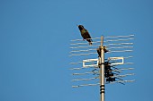 Common starling Sturnus vulgaris adult bird on a television aerial, Suffolk, England, UK, December