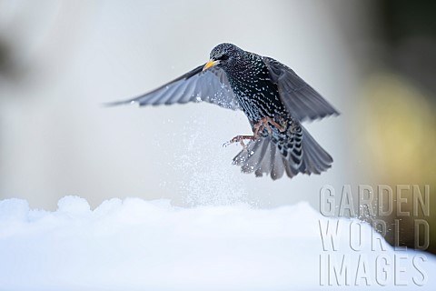 Common_starling_Sturnus_vulgaris_adult_bird_flying_in_a_snow_covered_garden_Suffolk_England_UK_Febru