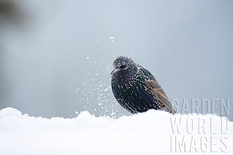 Common_starling_Sturnus_vulgaris_adult_bird_in_a_snow_covered_garden_Suffolk_England_UK_February
