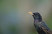 Common starling Sturnus vulgaris adult bird singing, Suffolk, England, UK, May