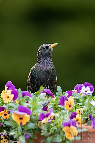 Common_starling_Sturnus_vulgaris_adult_bird_on_garden_plant_pot_with_flowering_pansies_Suffolk_Engla