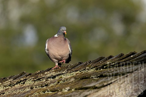 Wood_pigeon_Columba_palumbus_adult_bird_walking_on_a_garden_shed_roof_Suffolk_England_UK_August