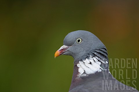 Wood_pigeon_Columba_palumbus_adult_bird_head_portrait_Suffolk_England_UK_August