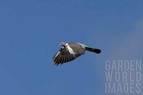 Wood_pigeon_Columba_palumbus_adult_bird_in_flight_Suffolk_England_UK_August