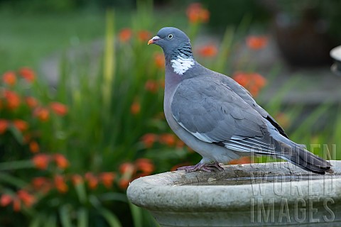 Wood_pigeon_Columba_palumbus_adult_bird_on_a_garden_bird_bath_Suffolk_England_UK_August