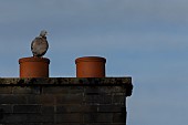 Wood pigeon Columba palumbus adult bird on a rooftop chimney pot, Suffolk, England, UK, August