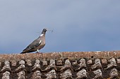 Wood pigeon Columba palumbus adult bird carrying nesting material in its beak on a rooftop, Suffolk, England, UK, August