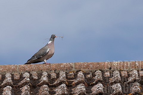 Wood_pigeon_Columba_palumbus_adult_bird_carrying_nesting_material_in_its_beak_on_a_rooftop_Suffolk_E