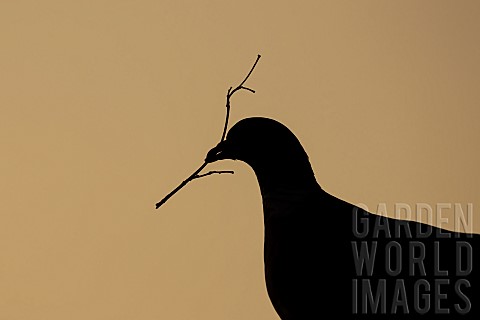 Wood_pigeon_Columba_palumbus_adult_bird_carrying_nesting_material_in_its_beak_at_sunrise_Suffolk_Eng