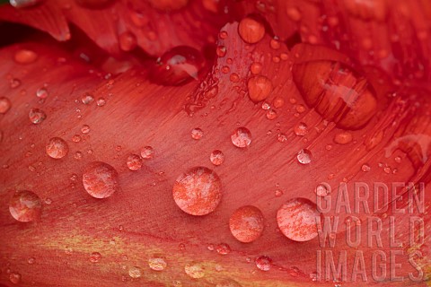 Tulip_Tulipa_spp_red_flower_with_rain_drops_on_the_petals_Suffolk_England_UK