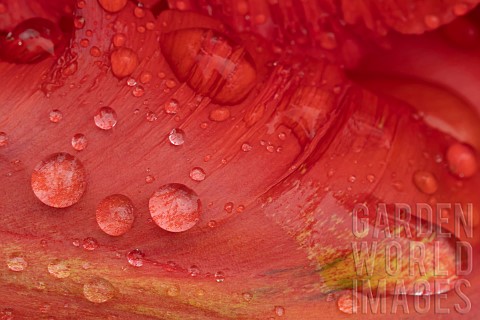 Tulip_Tulipa_spp_red_flower_with_rain_drops_on_the_petals_Suffolk_England_UK