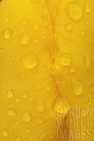 Tulip_Tulipa_spp_yellow_flower_with_rain_drops_on_the_petals_Suffolk_England_UK