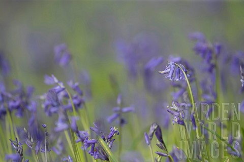 English_bluebell_Hyacinthoides_nonscripta_flowers_in_a_woodland_Suffolk_England_UK