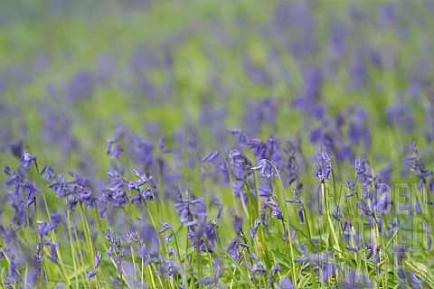 English_bluebell_Hyacinthoides_nonscripta_flowers_in_a_woodland_Suffolk_England_UK