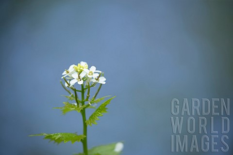 Garlic_mustard_Alliaria_petiolata_flowers_Suffolk_England_UK