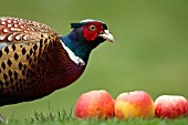 COMMON MALE PHEASANT ON A GARDEN LAWN WITH FALLEN APPLES