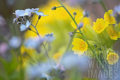 Cowslip_Primula_veris_and_Forgetmenot_Myosotis_sylvatica_flowers_Suffolk_England_UK