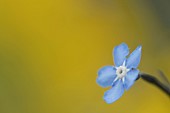 Forget-me-not Myosotis sylvatica single flower, Suffolk, England, UK