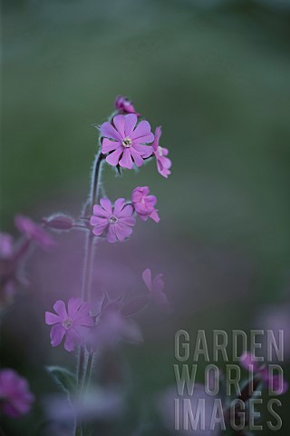 Red_campion_Silene_dioica_single_flower_stem_Suffolk_England_UK