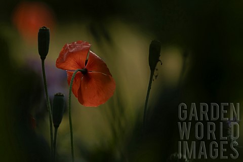 Common_field_poppy_Papaver_rhoeas_single_flower_in_a_garden_Suffolk_England_UK