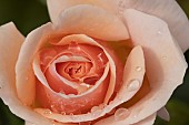 Rose Rosa spp. single flower with raindrops, Suffolk, England, UK