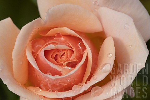 Rose_Rosa_spp_single_flower_with_raindrops_Suffolk_England_UK