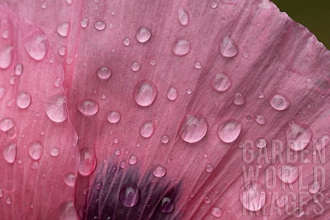 Opium_poppy_Papaver_somniferum_single_flower_with_raindrops_Suffolk_England_UK