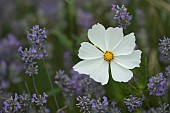 Mexican aster Cosmos bipinnatus flower amongst English lavender Lavandula angustifolia flowers, Suffolk, England, UK