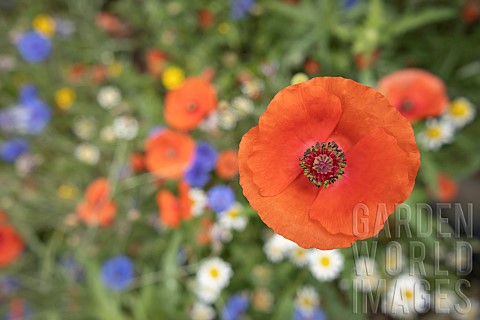 Common_field_poppy_Papaver_rhoeas_single_flower_Suffolk_England_UK