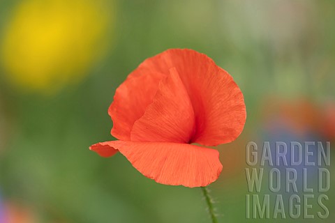 Common_field_poppy_Papaver_rhoeas_single_flower_Suffolk_England_UK