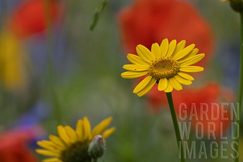 Corn_marigold_Glebionis_segetum_single_flower_amongst_a_wildflower_border_Suffolk_England_UK