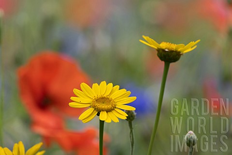Corn_marigold_Glebionis_segetum_single_flower_amongst_a_wildflower_border_Suffolk_England_UK