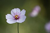 Mexican aster Cosmos bipinnatus single flower, Suffolk, England, UK