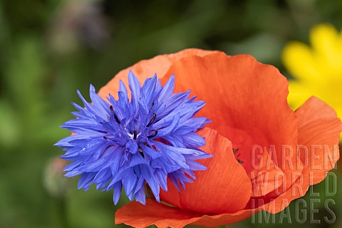 Common_field_poppy_Papaver_rhoeas_and_Cornflower_Centaurea_cyanus_single_flowers__Suffolk_England_UK