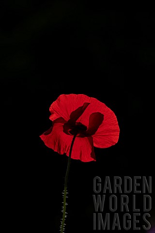 Common_field_poppy_Papaver_rhoeas_single_flower_backlit_Suffolk_England_UK