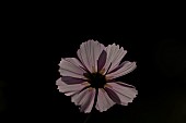 Mexican aster Cosmos bipinnatus single flower backlit, Suffolk, England, UK