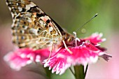 DIANTHUS SP. WITH BUTTERFLY