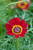 CALENDULA OFFICINALIS TOUCH OF RED