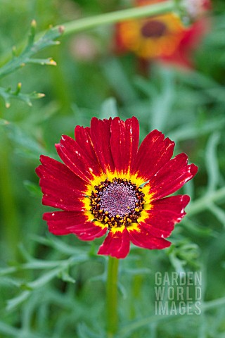 CALENDULA_OFFICINALIS_TOUCH_OF_RED
